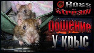 Росс Крысиное общение  Как общаются крысы? Интеллект и потребности стаи.  Wild Rats 