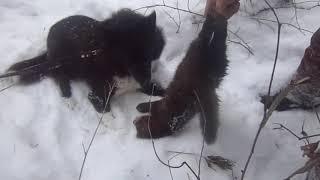 Закрыли сезон охоты на соболя.Охота с лайками в Сибири.