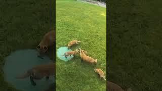 Fox Family Caught on Camera  #foxes #fox #wildanimals #wildanimal #babyanimals #babyanimal