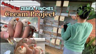 Zebra Finch Cream Project