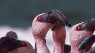 Over a Million Flamingos  The Great Rift Africas Wild Heart  BBC Earth