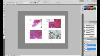 Creating a 4-figure panel in Photoshop