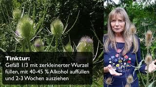 Wilde Karde - eine traditionelle Heilpflanze und gute Bienenweide