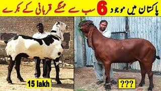 6 Most Biggest Qurbani Bakra in Pakistan  Bakra Eid 2023  NYKI