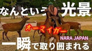 【外国人観光客の反応】奈良の鹿に取り囲まれる外国人観光客  narapark