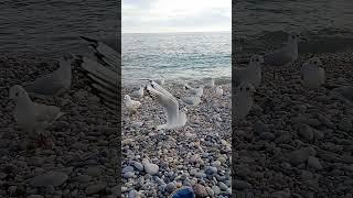 Birds Meeting on Beach - Réunion de Piafs sur la Plage EP.13