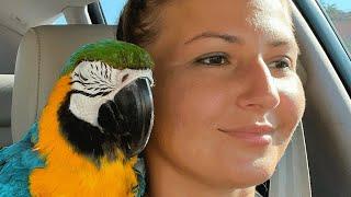 No one wanted this crazy shelter parrot. Then a woman took him home.