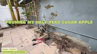 Pruning my half dead sugar apple tree - Southern California - Spring 2024