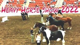 Stampede Heavy Horse Show 2022