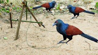 Survival Jungle Creative Amazing Trap To Catch Create Coucal Bird In The Jungle