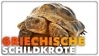 GRIECHISCHE LANDSCHILDKRÖTE - Alle wichtigen Informationen in 100 Sekunden