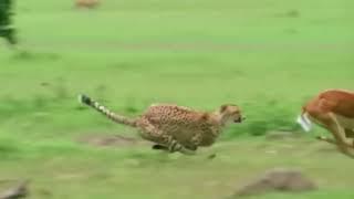 Cheetah Attacks and Kills Deer Crocodile Ostrich Too Fast