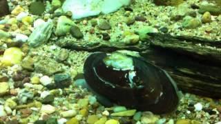 fresh water mussel moving