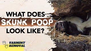 What Does Skunk Poop Look Like? Identifying Skunk Feces