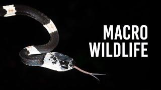 Macro Wildlife Photography in the Amazon Rainforest