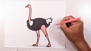 Learn how to easily draw an ostrich