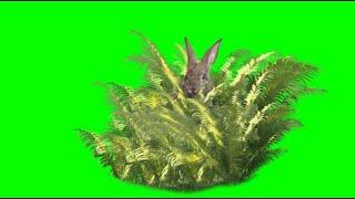 Rabbit Green Screen Video HD