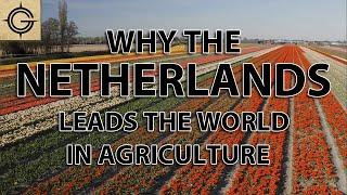 Why the Dutch Lead the World in Agriculture Exports