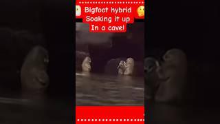 Group of Hybrid Bigfoot Soaking in Cave and Playing Musical Instruments on Camera