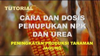 TUTORIAL cara & dosis pemakaian pupuk NPK dan Urea pd tanaman jagung agar hasil tinggi dan berbobot