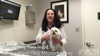 Everything You Need To Know About Dog Microchipping