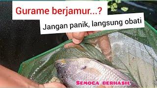 penanganan gurame jamur dn memar