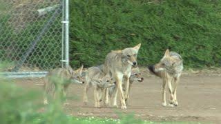Family of 5 coyotes spotted playing on San Francisco baseball field - VIDEO