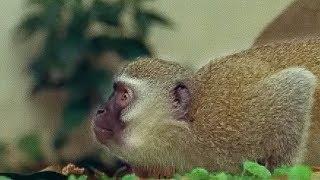 Monkey fight  Cheeky Monkey  BBC Earth