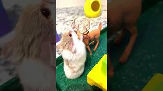 Pet Hamster on the Playground
