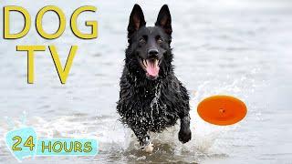 DOG TV Best Video Entertainment to Keep Your Pup Calm and Happy While Youre Away - Music for Dogs