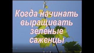 Выращиваем зеленые саженцы винограда  Подготовка черенков винограда к проращиванию