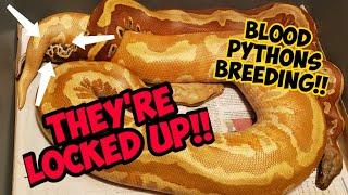 Theyre ALREADY locked Blood Pythons BREEDING Plus a gift from Snakenstein Reptiles