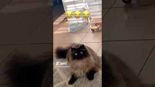 FUNNY CAT VIDEOS Try Not To Laugh   Funny Animal Compilation 