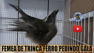 FEMEA DE TRINCA FERRO PEDINDO GALA ESQUENTA NATURAL