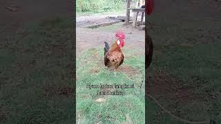 Siapa saja pasti melirik ayam hutan langka ini.#shorts #ayam #ayamhutan #ayamjago #viral