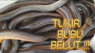 TUKIR  BUBU BELUT SELEPAS BANJIR part #2.. tukir belut