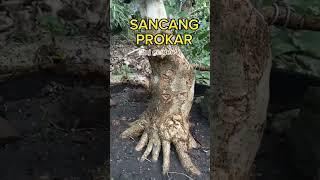 BONSAI SANCANG PROKAR PRES BERTAHAP @Rmjgarden