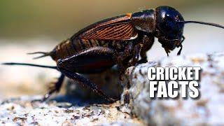 Cricket Facts FACTS About TRUE CRICKETS  Animal Fact Files