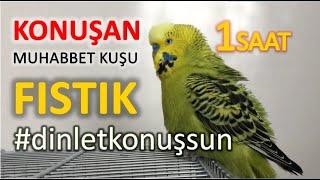 Konuşan Muhabbet Kuşu Fıstık Özel 1  1-saat  Kafana takma dinlet konuşsun