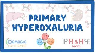 Primary hyperoxalurias - causes symptoms diagnosis treatment pathology