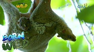 Born to be Wild Close encounter with flying lemurs