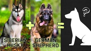 Top 10 Siberian Husky Mix Breeds You Havent Heard Of