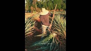 How to Cut Blue Agave Like a Pro