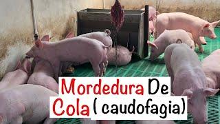 MORDEDURA DE COLA EN CERDOS CAUDOFAGIA --- CAPITULO 3.2 --- CASOS CLINICOS ENGORDE DE CERDOS