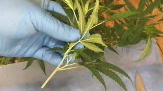 How to clone a cannabis plant. Fast and easy