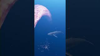 Whales attacked by strange creatures  Zeenchu #Shorts #creature #deepsea