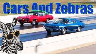 1969 Cougar Cobra Jet vs 1969 GTO Ram Air  STOCK DRAG RACE  CARS AND ZEBRAS