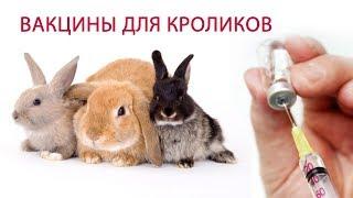 ВАКЦИНАЦИЯ КРОЛИКОВ часть 2 \\ Какие болезни прививать и какие вакцины для кроликов выбрать