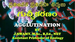 AGGLUTINATION గుచ్చికరణం ANTIGEN ANTIBODY REACTION