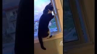 قطه تحاول الهرب من منزلها